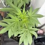Auto Lemon Haze