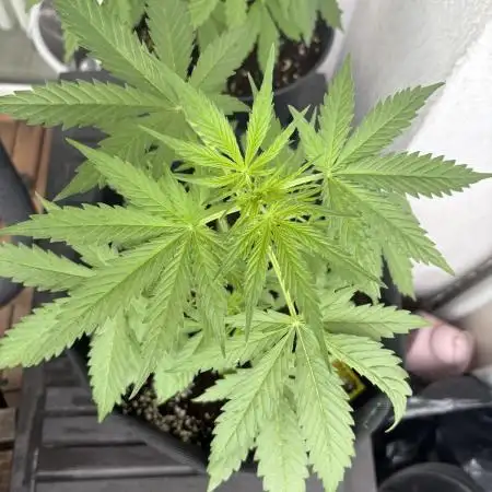 Auto Lemon Haze