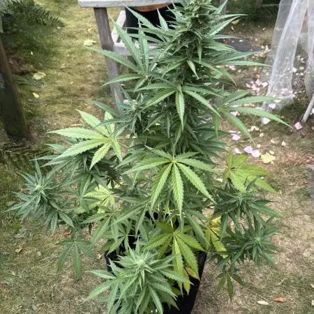Auto Lemon Haze