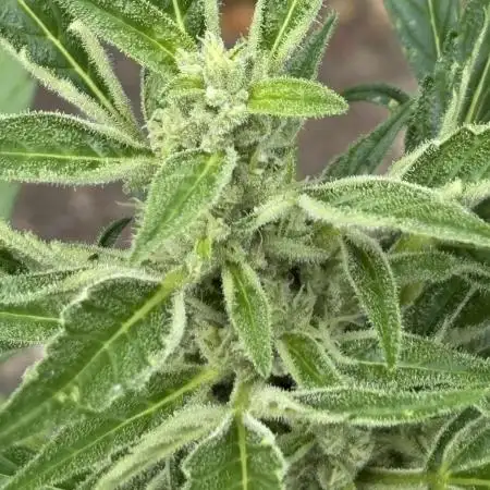 Auto Blackberry Kush