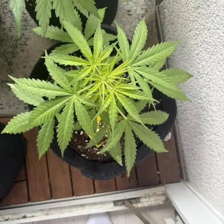 Auto Blackberry Kush