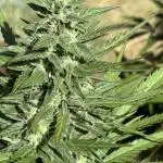 Auto Lemon Haze