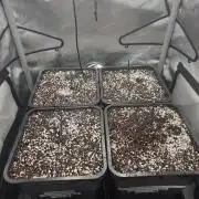 Do-Si-Delerium & Creme De La Creme X SS