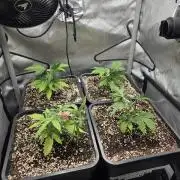 Do-Si-Delerium & Creme De La Creme X SS