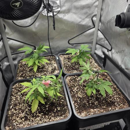 Do-Si-Delerium & Creme De La Creme X SS
