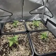 Do-Si-Delerium & Creme De La Creme X SS