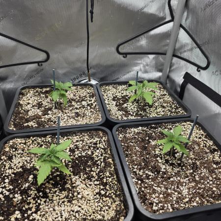 Do-Si-Delerium & Creme De La Creme X SS