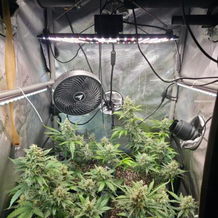 Do-Si-Delerium & Creme De La Creme X SS