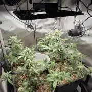 Do-Si-Delerium & Creme De La Creme X SS