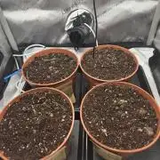 Tangerine dream & White runtz