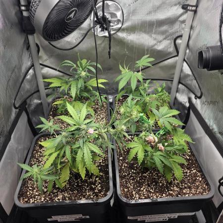 Do-Si-Delerium & Creme De La Creme X SS