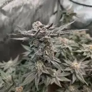 Tangerine dream & White runtz