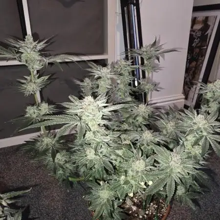 Tangerine dream & White runtz