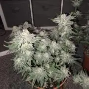 Tangerine dream & White runtz
