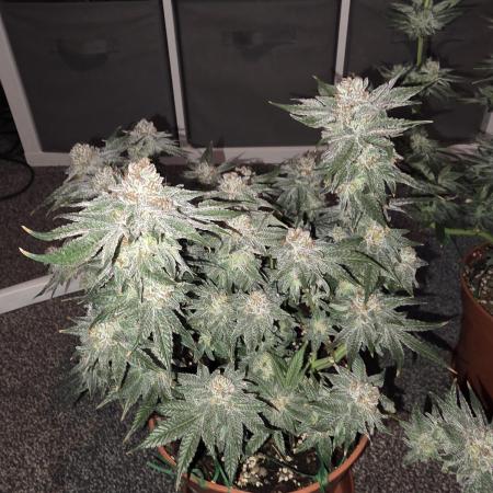 Tangerine dream & White runtz