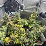Do-Si-Delerium & Creme De La Creme X SS