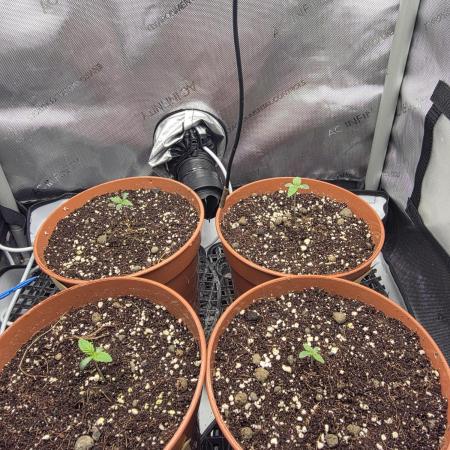 Tangerine dream & White runtz