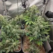 Do-Si-Delerium & Creme De La Creme X SS