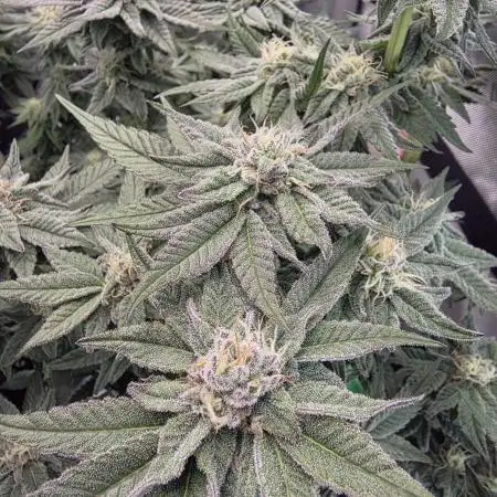 Tangerine dream & White runtz