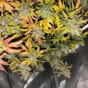 Do-Si-Delerium & Creme De La Creme X SS
