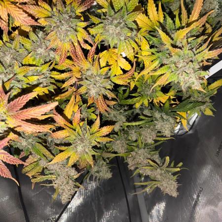 Do-Si-Delerium & Creme De La Creme X SS