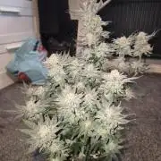 Tangerine dream & White runtz