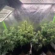 OG Kush Bubblegum DosiDos