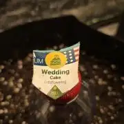 Royal Queen Wedding Cake Automatic