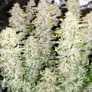 Royal Queen Wedding Cake Automatic