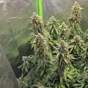 OG Kush Bubblegum DosiDos