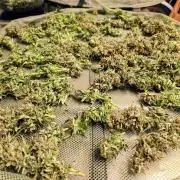 OG Kush Bubblegum DosiDos