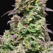 DO-Si-DOS Auto / Northern Lights Auto