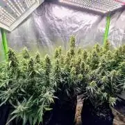 OG Kush Bubblegum DosiDos