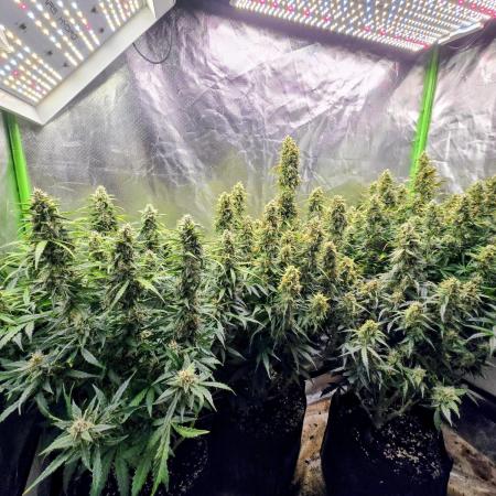 OG Kush Bubblegum DosiDos