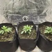 Royal Queen Wedding Cake Automatic