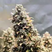 OG Kush Bubblegum DosiDos