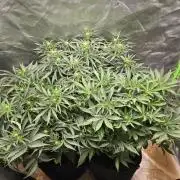 Royal Queen Wedding Cake Automatic