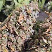 OG Kush Bubblegum DosiDos