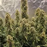 OG Kush Bubblegum DosiDos