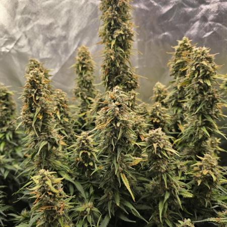 OG Kush Bubblegum DosiDos