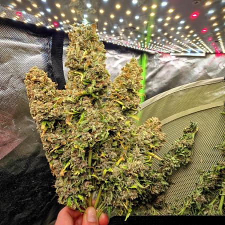 OG Kush Bubblegum DosiDos