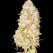 Advanced Seeds Auto