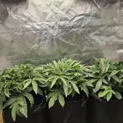 Royal Queen Wedding Cake Automatic