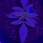 2019 FastBuds Grow-