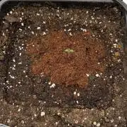 Grow#2