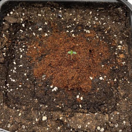 Grow#2
