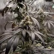 Khalifa limon Bianco mono