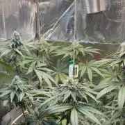 Khalifa limon Bianco mono