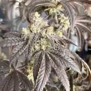Khalifa limon Bianco mono