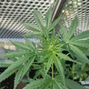 Ganja Farmer Freebie Grow
